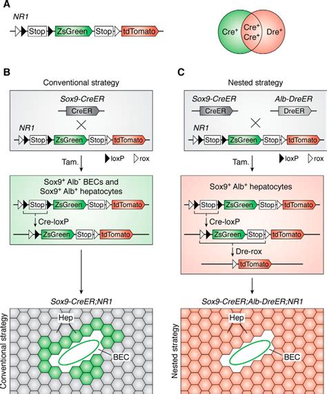 dna lineage tracing.